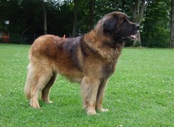 Leonberger, zielona, trawa