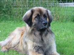 śliczny, Leonberger