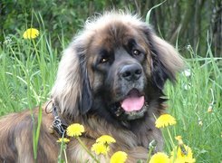 Leonberger, żółte, kwiatki