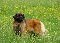 Duży, Leonberger