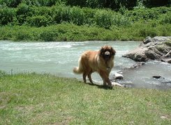 Leonberger, woda, skały