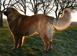 Dorosły, Leonberger