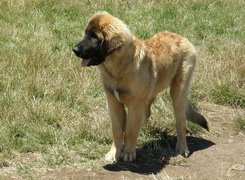 Szczeniak, Leonberger