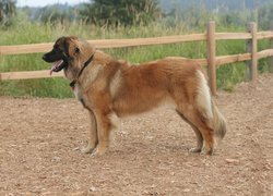 Leonberger, drewniane, ogrodzenie