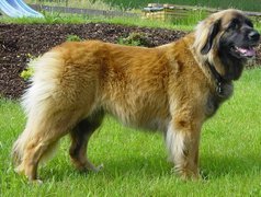 Leonberger, soczysta, trawa