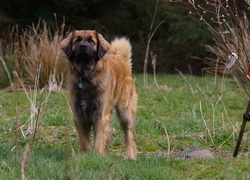 Leonberger, krzaki