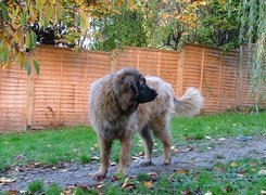 Leonberger, ogrodzenie