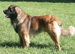 Leonberger, trawa