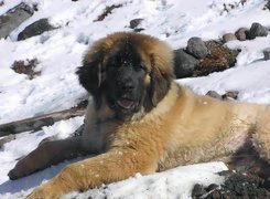 Młody, Leonberger