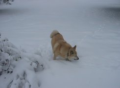 Norsk Buhund, zima