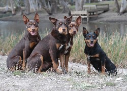 Cztery, Owczarki australijskie - Kelpie