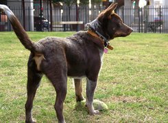 Owczarek australijski - Kelpie