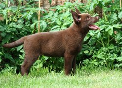 Owczarek australijski - Kelpie, Szczeniak