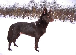 Owczarek australijski - Kelpie