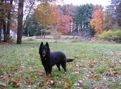 Owczarek belgijski Groenendael, jesień