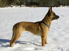 Owczarek belgijski Malinois