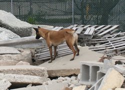 Owczarek belgijski Malinois, gruzy