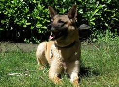 Pysk, Owczarka belgijskiego Malinois