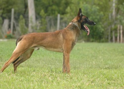 Owczarek belgijski Malinois, język