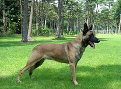 Owczarek belgijski Malinois, trawa, drzewa