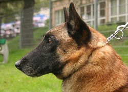 Głowa, Owczarka belgijskiego Malinois