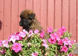 Szczeniak, Leonberger