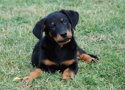 Młody, Owczarek francuski Beauceron