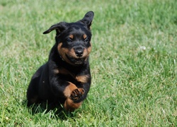 Biegnący, Owczarek francuski Beauceron