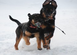 Dwa, Owczarki francuskie Beauceron