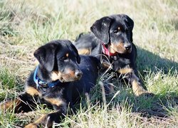 Dwa, młode, Owczarki francuskie Beaucerony