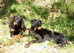 Dwa, leżące, Beaucerony