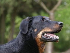 Pysk, Owczarka francuskiego Beaucerona