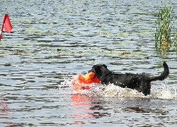 Owczarek francuski Beauceron, woda