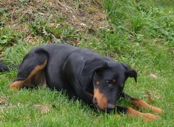 Czarny, Beauceron