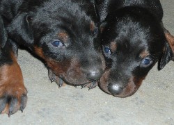 Dwa, małe, Beaucerony