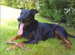 Owczarek francuski Beauceron, jęzor, kij