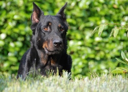 Głowa, Owczarka francuskiego Beaucerona