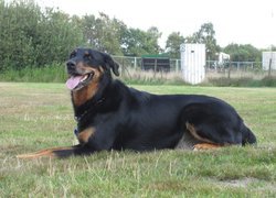 Beauceron