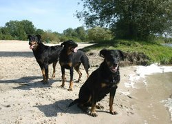 Trzy, czarne, Owczarki francuskie Beaucerony