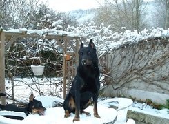 Owczarek francuski Beauceron, stół, krzesła, śnieg