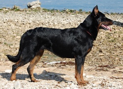 Owczarek francuski Beauceron, kamienie