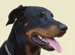 Głowa, Owczarka francuskiego Beaucerona