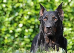 Owczarek francuski Beauceron, brązowe, oczy