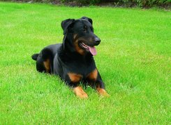 Beauceron, soczysta, trawa