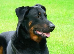 Pysk, Owczarka francuskiego Beaucerona