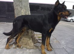 Czarny, Beauceron