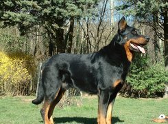 Czarny, podpalany, Beauceron