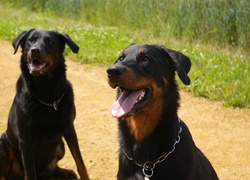 Beauceron, obroża, łańcuch