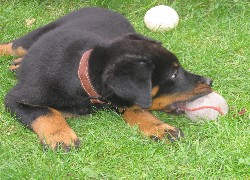 Młody, Owczarek francuski Beauceron, piłka