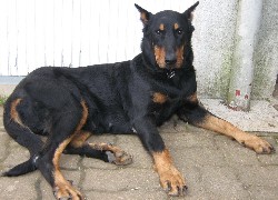 Beauceron, łapy